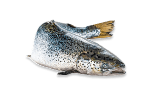 Sustainably sourced seafood.