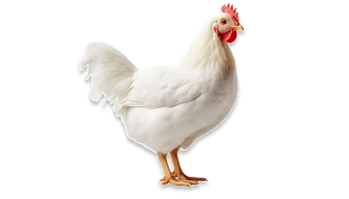 Hormone-free chicken from Almarai.